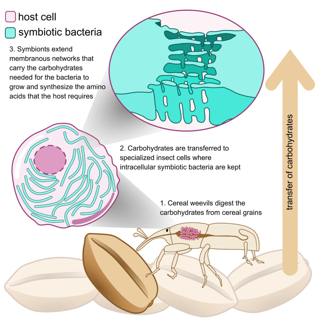 Severine Balmand - graphical abstract 1200X1200 300 dpi Cell