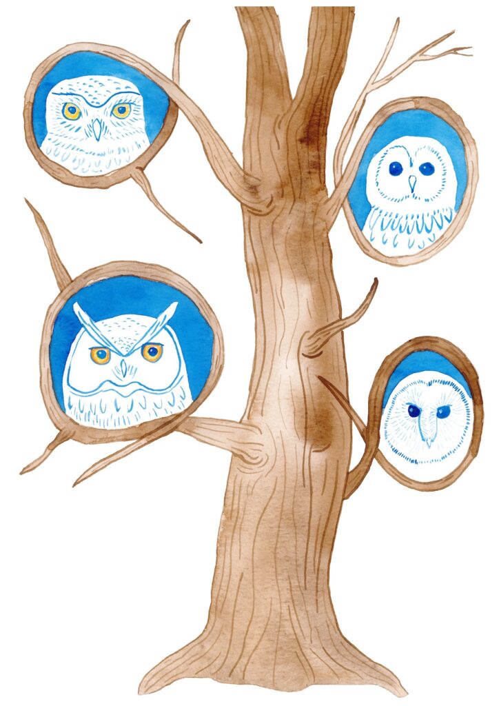N - night birds