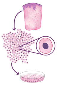 illustrazioni Isabelle Grosjean - culture primaire b