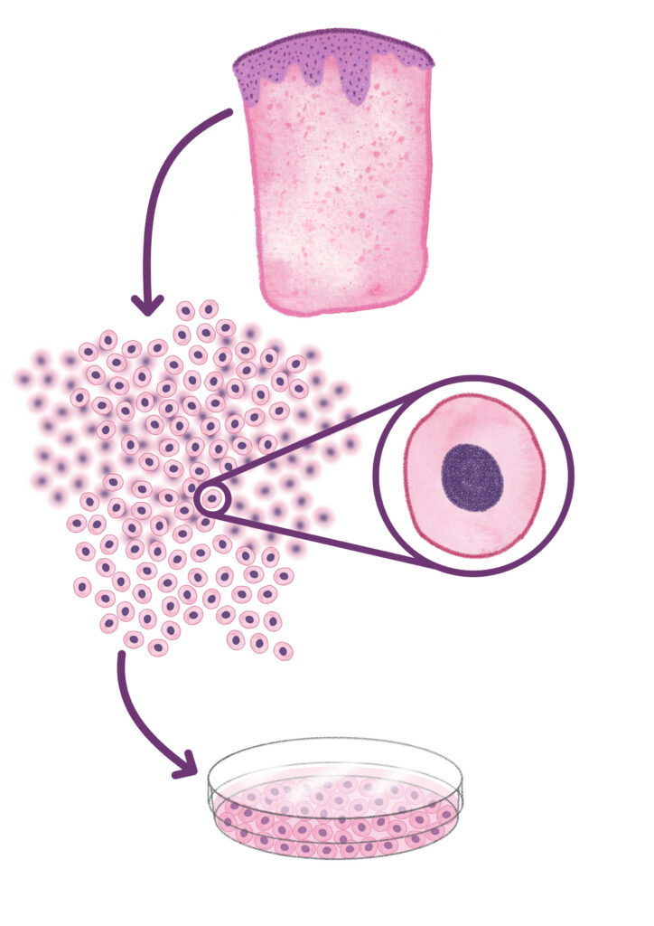 illustrazioni Isabelle Grosjean - culture primaire b