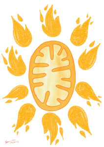illustrazioni Isabelle Grosjean - mitocondrio