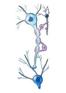 neuroscience in watercolor 4