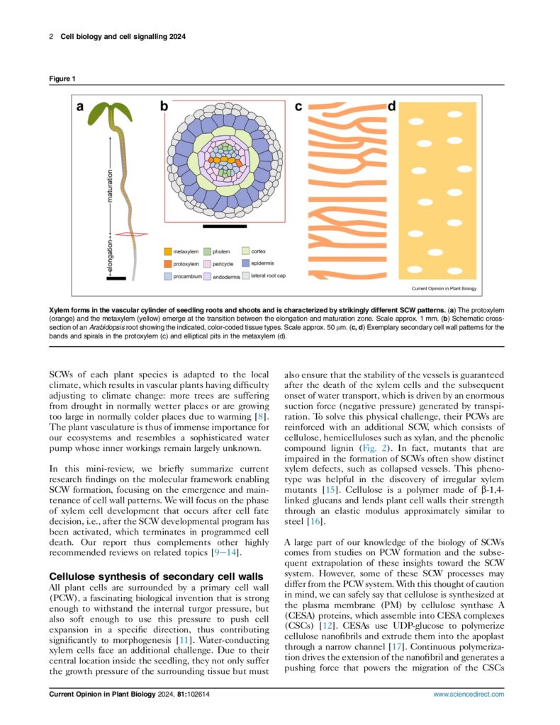 Sass and Schneider 2024 Current Opinion in Plant Biology_page-0002