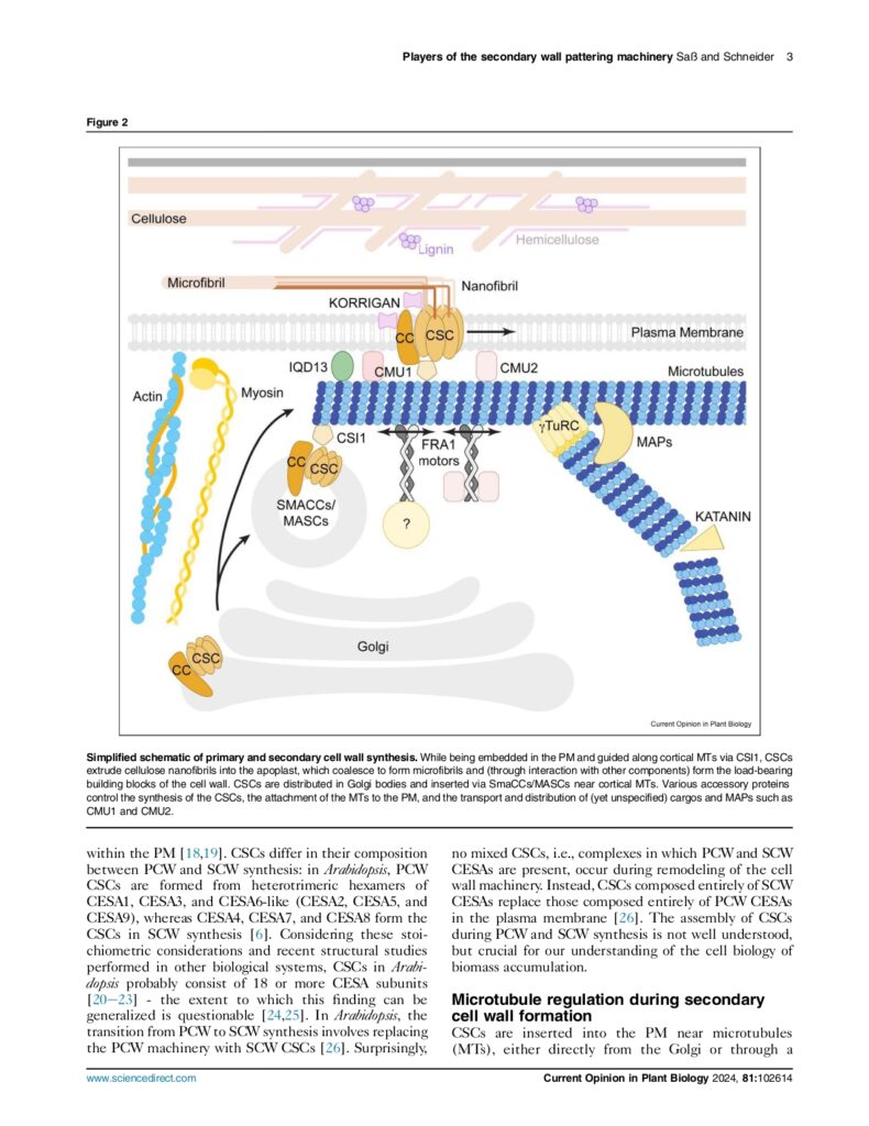 Sass and Schneider 2024 Current Opinion in Plant Biology_page-0003