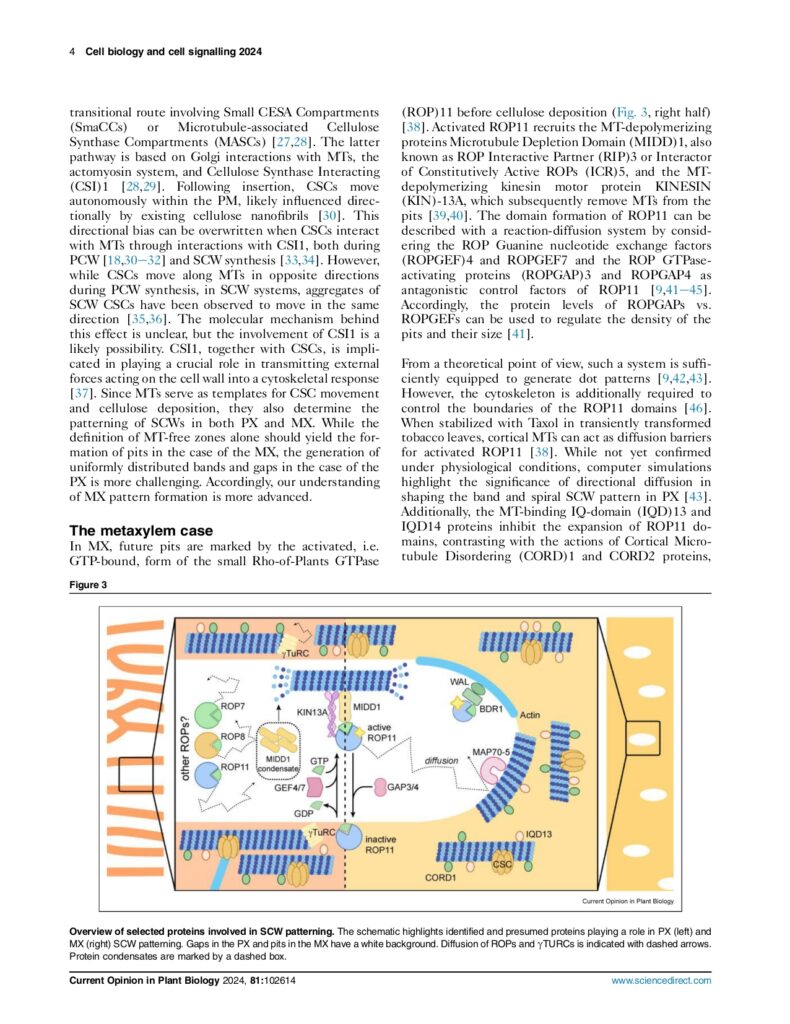 Sass and Schneider 2024 Current Opinion in Plant Biology_page-0004