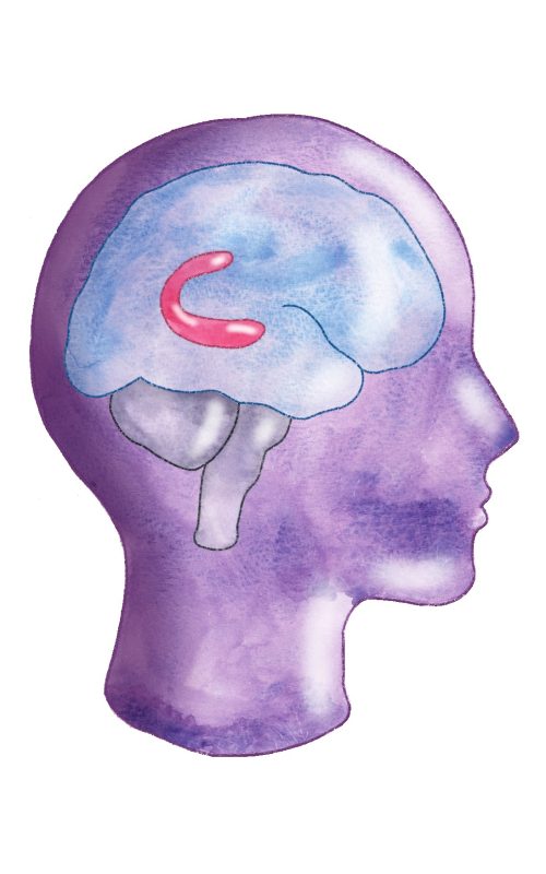 hippocampus in watercolor and digital editing