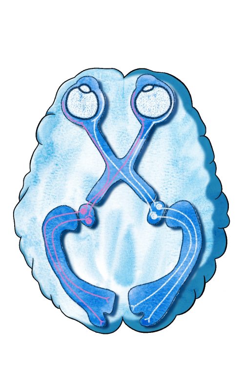 optical nerve in watercolor and digital editing