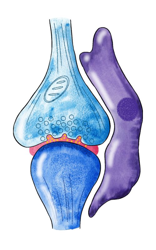 tripartite synapse in watercolor and digital editing