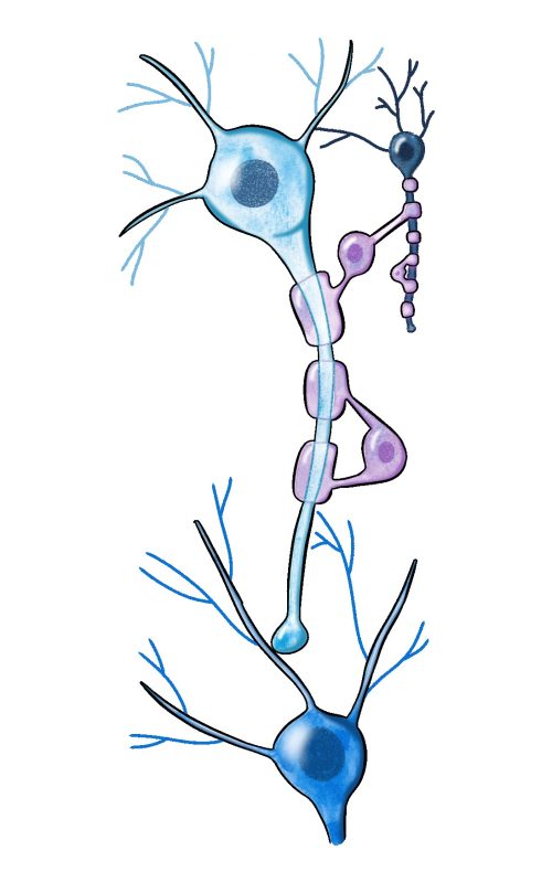 central nervous system synapses in watercolor and digital editing